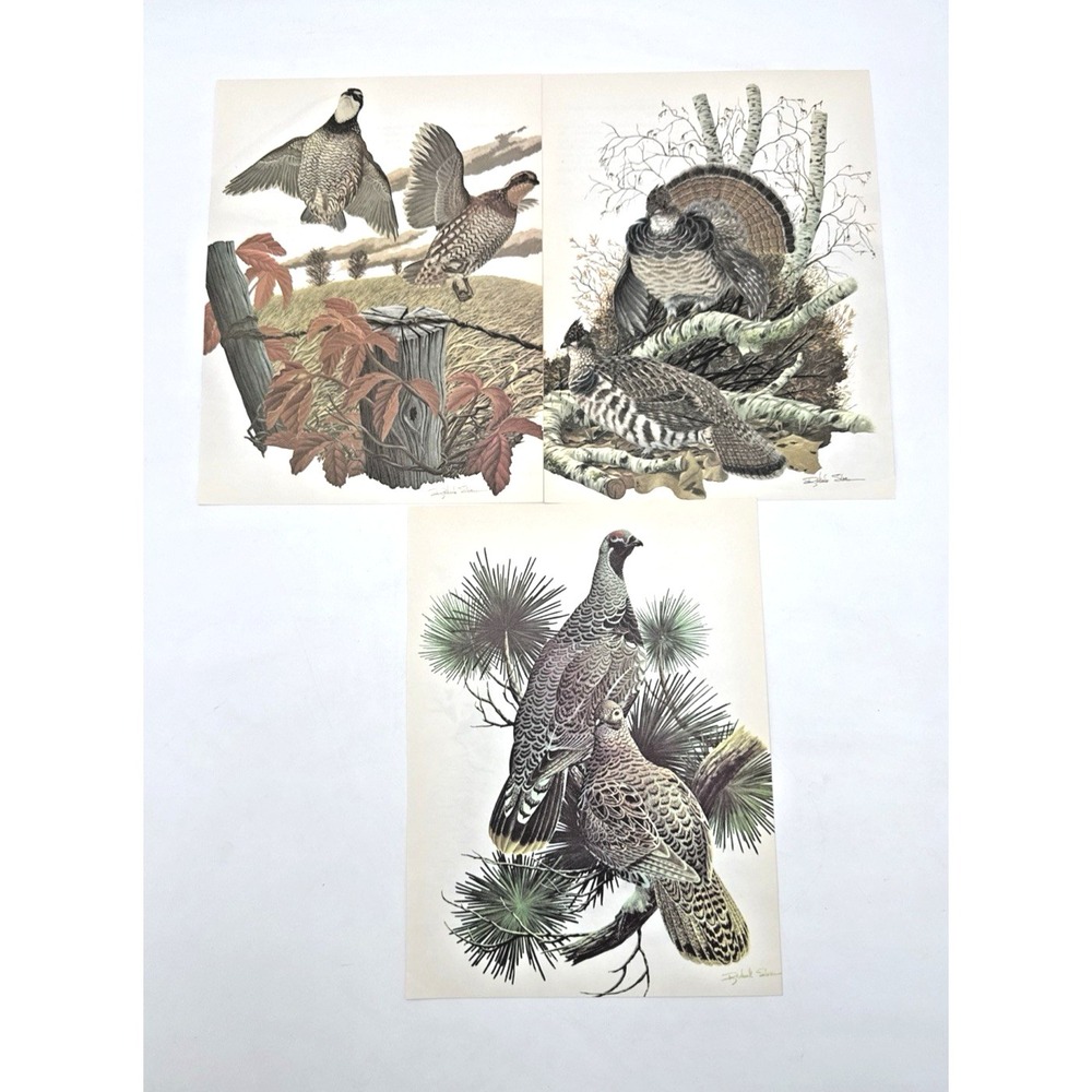 Richard Sloan Book Pages Set of 3 Birds Pheasant Grouse Turkey 8.5 x 11 ephemera